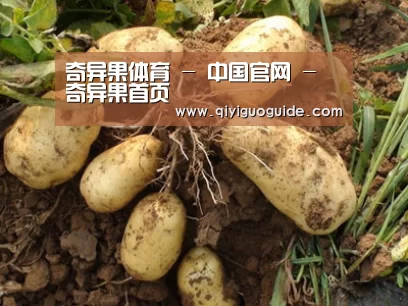 种植基地六